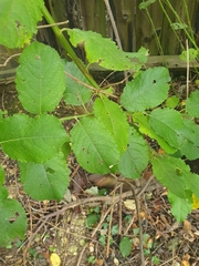 Salix