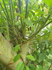 Salix