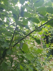 Salix