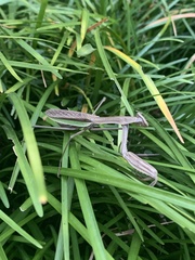 Tenodera sinensis