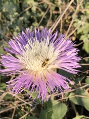 Chauliognathus scutellaris