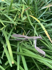Tenodera sinensis