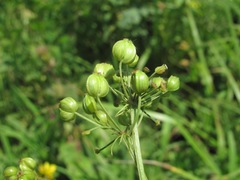 Eleutherospermum cicutarium