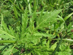 Eleutherospermum cicutarium