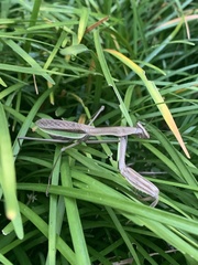 Tenodera sinensis