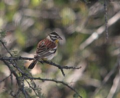 Emberiza flaviventris kalaharica