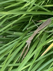 Tenodera sinensis