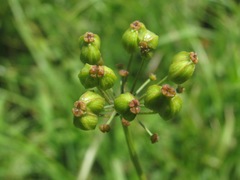 Eleutherospermum cicutarium