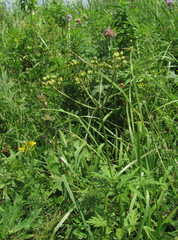 Eleutherospermum cicutarium
