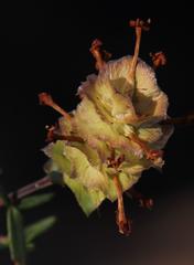 Microdon orbicularis
