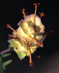 Microdon orbicularis