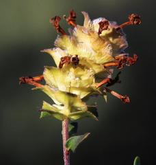 Microdon orbicularis