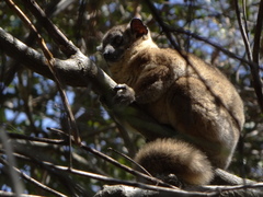 Lepilemur