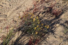 Microdon orbicularis