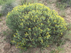 Euryops floribundus