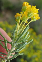 Euryops floribundus