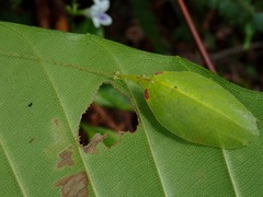 Chondroderella borneensis