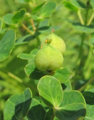 Euphorbia procera