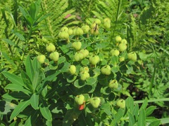 Euphorbia procera