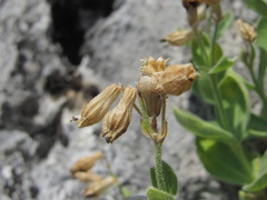 Silene pygmaea