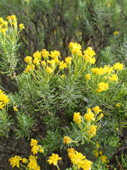 Euryops floribundus