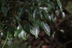 Symplocos baeuerlenii