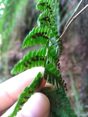Dryopteris peranema