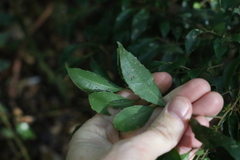 Symplocos baeuerlenii