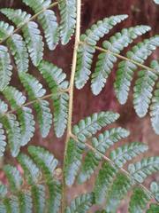 Dryopteris peranema
