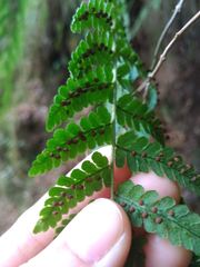 Dryopteris peranema
