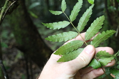Cupaniopsis baileyana