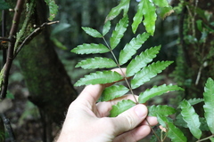 Cupaniopsis baileyana