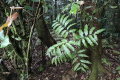 Cupaniopsis baileyana