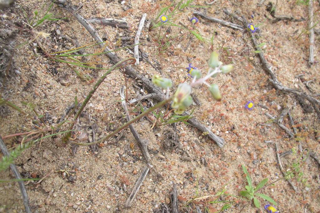 Lachenalia hirta, Namakwa, South Africa