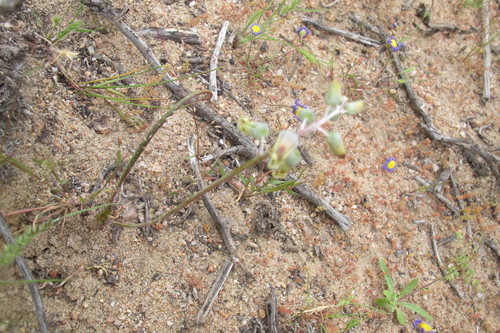 Lachenalia hirta