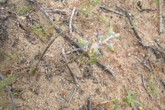 Lachenalia hirta hirta
