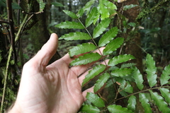 Cupaniopsis baileyana