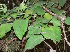 Convolvulus canariensis image