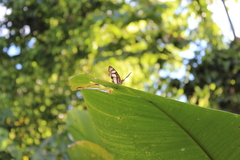 Metamorpha elissa