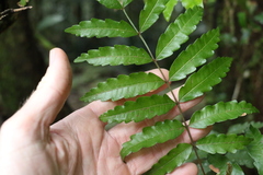 Cupaniopsis baileyana