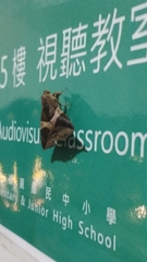 Bastilla fulvotaenia