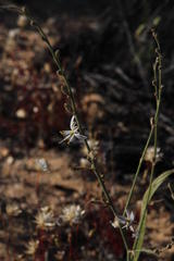 Chlorophytum viscosum