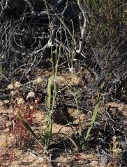 Chlorophytum viscosum