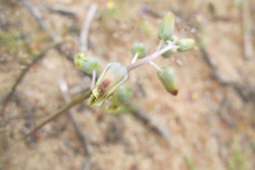 Lachenalia hirta