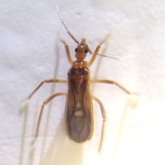 Oncerotrachelus