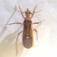 Oncerotrachelus