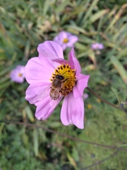 Apis mellifera
