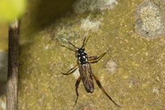 Xylotrechus grayii