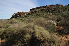 Wiborgia