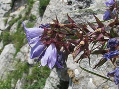 Campanula ossetica